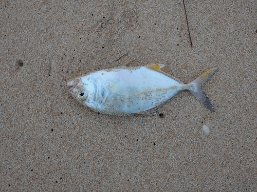 ガーラの釣果