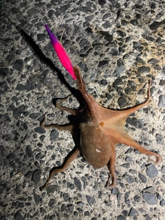 タコの釣果