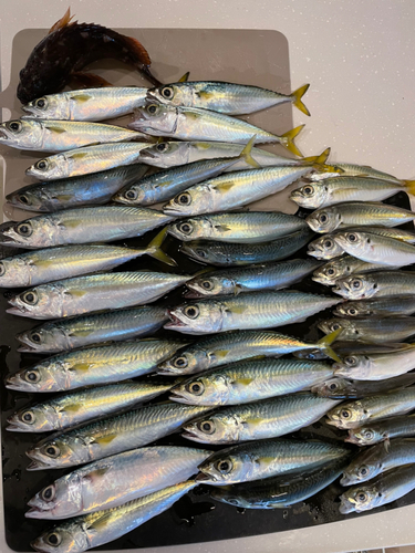 サバの釣果