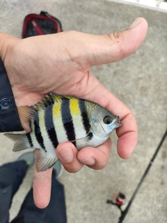 オヤビッチャの釣果