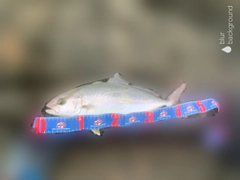 ショゴの釣果