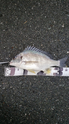 チヌの釣果