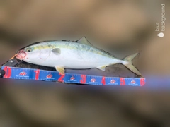 イナダの釣果