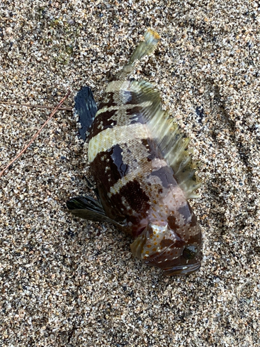 アオハタの釣果