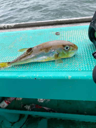 シロサバフグの釣果