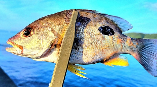 クロホシフエダイの釣果