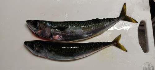 サバの釣果