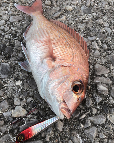 タイの釣果