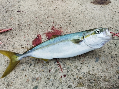 ハマチの釣果