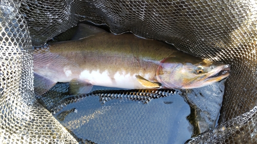 カラフトマスの釣果