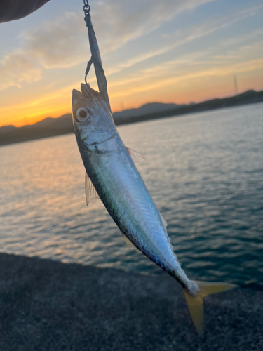 サバの釣果