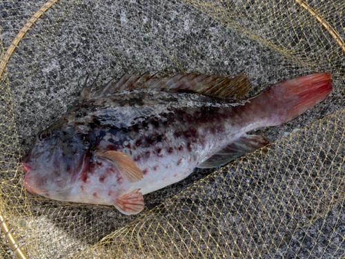 ブダイの釣果