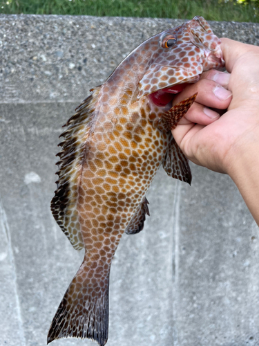 オオモンハタの釣果