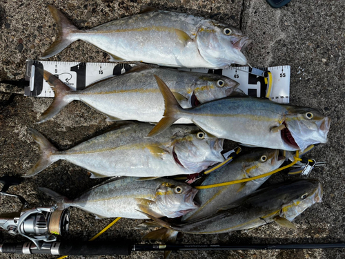 ネリゴの釣果