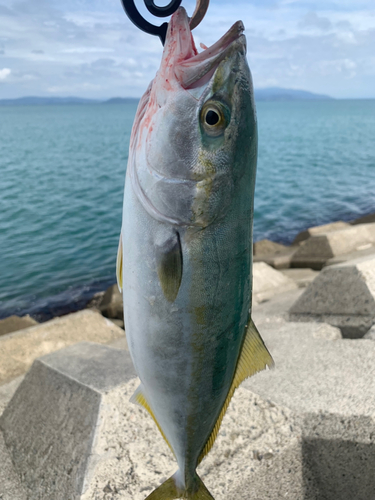 ツバスの釣果