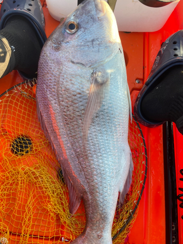 タイの釣果