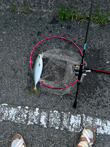 ヤズの釣果