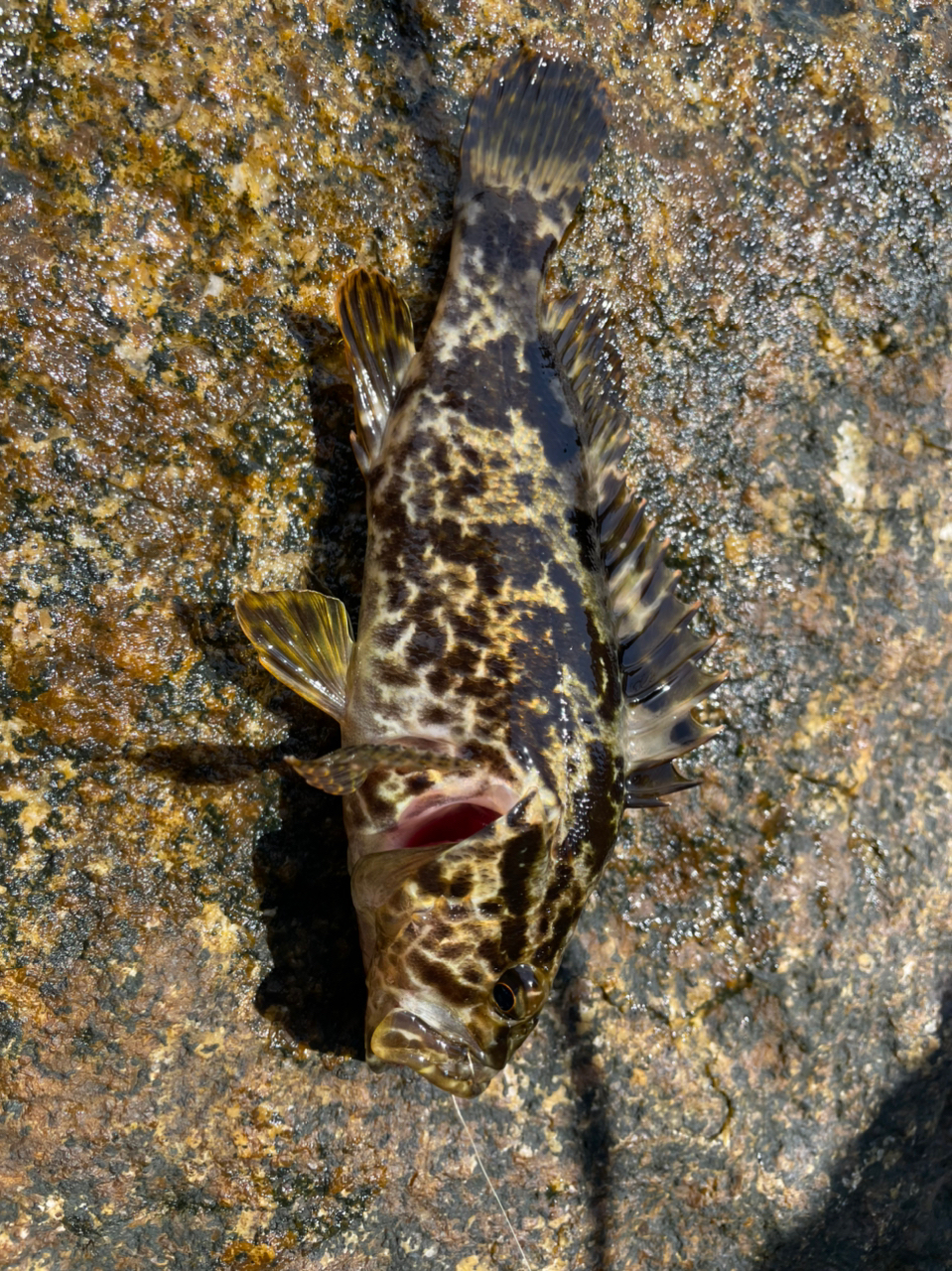 タケノコメバル