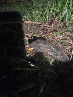 ウロハゼの釣果