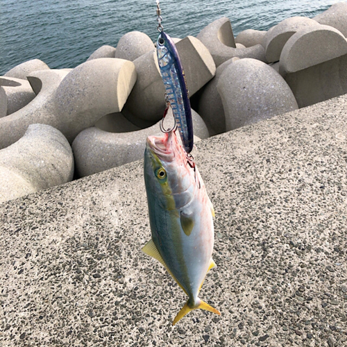 ハマチの釣果