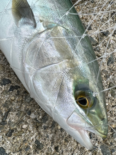 ハマチの釣果