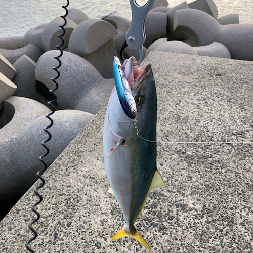 メジロの釣果