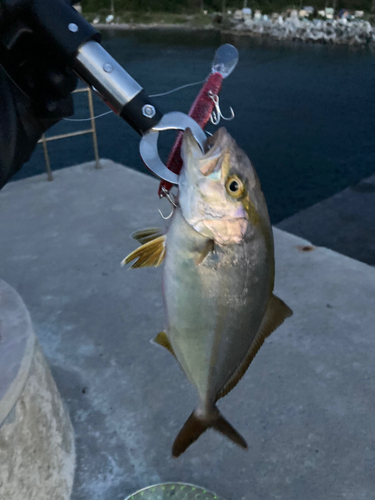 ショゴの釣果