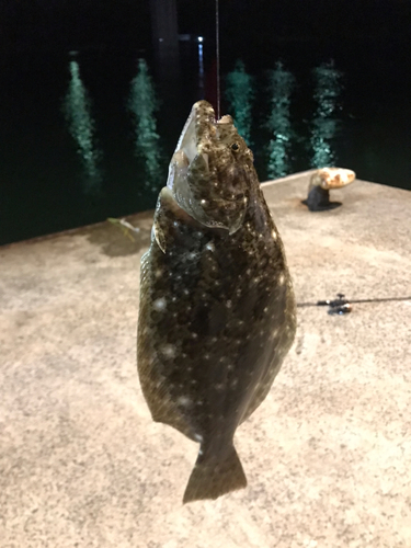 ヒラメの釣果