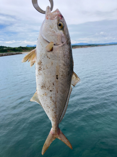 ショゴの釣果