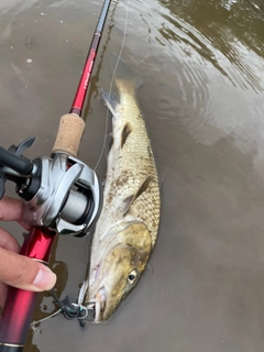 ニゴイの釣果