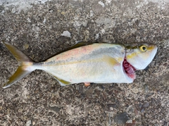 ネリゴの釣果