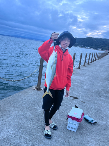 ハマチの釣果