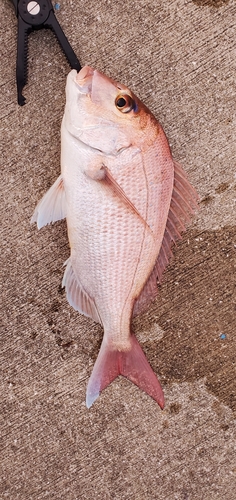 マダイの釣果