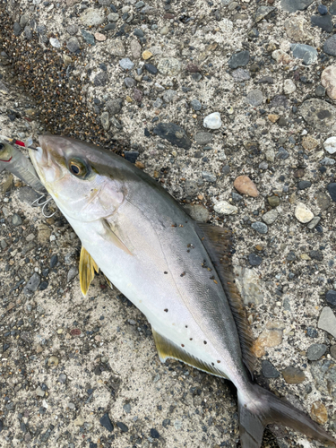 ショゴの釣果