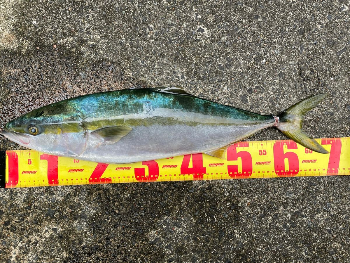 あや🐟さんの釣果 3枚目の画像