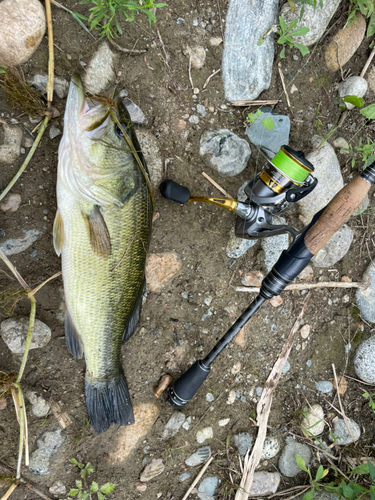 ブラックバスの釣果