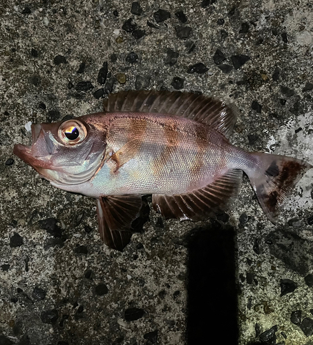 チカメキントキの釣果