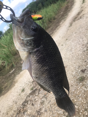 ティラピアの釣果