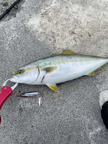 ハマチの釣果