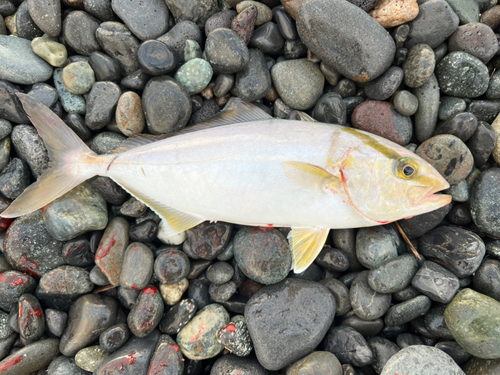 ショゴの釣果