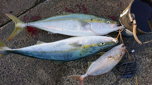 ハマチの釣果