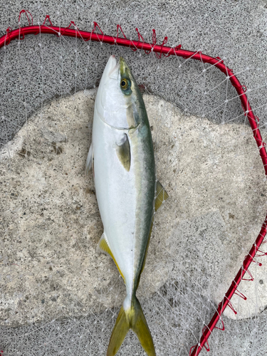 ハマチの釣果