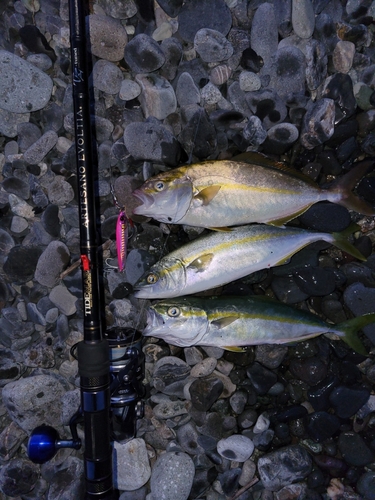 ワカシの釣果