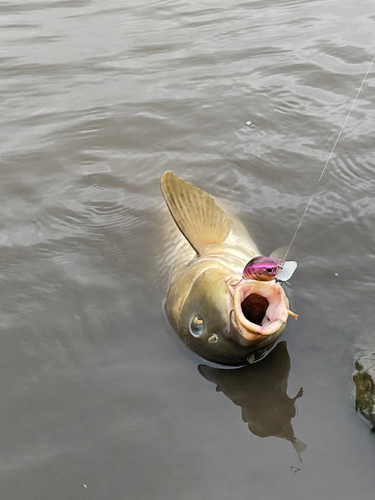 コイの釣果