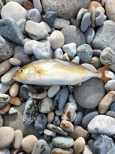 ショゴの釣果