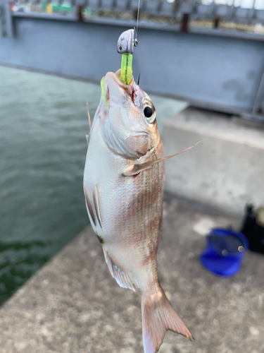 タイの釣果