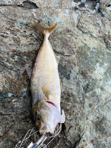 カンパチの釣果