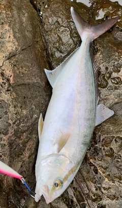 カンパチの釣果