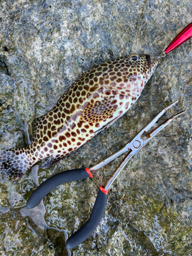 イシミーバイの釣果