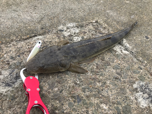 マゴチの釣果